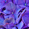 Still life & Close-up : 